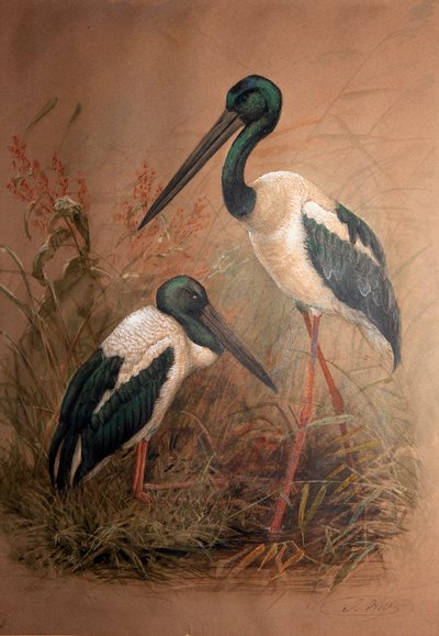 Black-necked Stork (Xenorhynchus australis) by Joseph Wolf